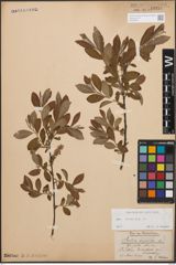 Foto von Salix cinerea L.